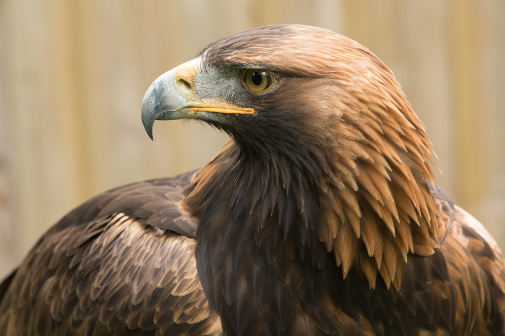 golden eagle eye golden eagle eye